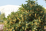 Tan kwai fragrance, Hundreds of Osmanthus booming in factory.